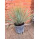  Yucca rostrata An ideal plant for a balcony or terrace