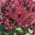  Phlox paniculata 'Blind Lion' (Phlox paniculata) Pot P13