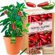  Jalapeno Chili Pepper XXL Pepper Growing Kit Seeds