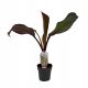  Red Banana Maurelii (Ensete ventricosum) seedling P12