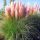  Beautiful pink pampas grass Cortaderia Selloana Dense Large in a 14 cm pot