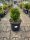  Buxus Sempervirens shaped – Boxwood C7.5