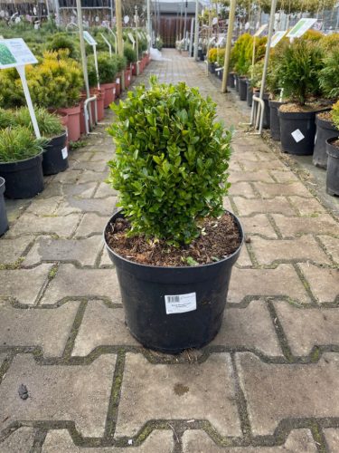  Buxus Sempervirens shaped – Boxwood C7.5