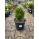  Buxus Sempervirens shaped – Boxwood C7.5