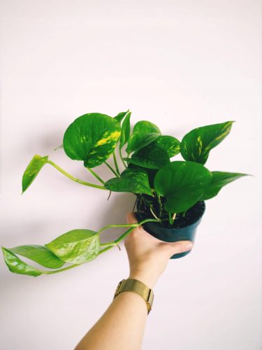  Epipremnum Aureum Pinnatum seedling in a 0.5-1 liter container