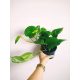  Epipremnum Aureum Pinnatum seedling in a 0.5-1 liter container