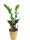  Zamioculcas Zamioculcas seedling in container up to 0.5 l