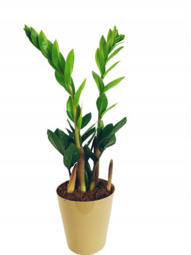  Zamioculcas Zamioculcas seedling in container up to 0.5 l