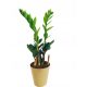  Zamioculcas Zamioculcas seedling in container up to 0.5 l