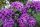  Rhododendrons and azaleas purple, blue, pink seedling in 1-2l container 20-30 cm