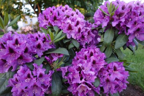  Rhododendrons and azaleas purple, blue, pink seedling in 1-2l container 20-30 cm