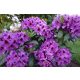  Rhododendrons and azaleas purple, blue, pink seedling in 1-2l container 20-30 cm