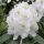  Rhododendrons and azaleas, white, pink, yellow seedlings in 1-2l containers, 20-30 cm