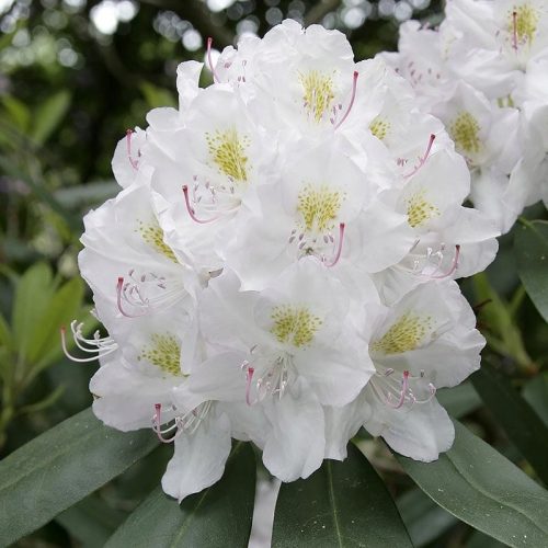  Rhododendrons and azaleas, white, pink, yellow seedlings in 1-2l containers, 20-30 cm