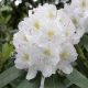  Rhododendrons and azaleas, white, pink, yellow seedlings in 1-2l containers, 20-30 cm