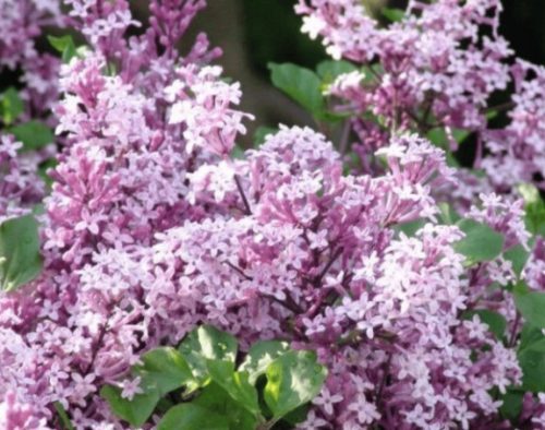  Lilac seedlings in a 2-3 liter container, 60-100 cm