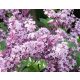  Lilac seedlings in a 2-3 liter container, 60-100 cm