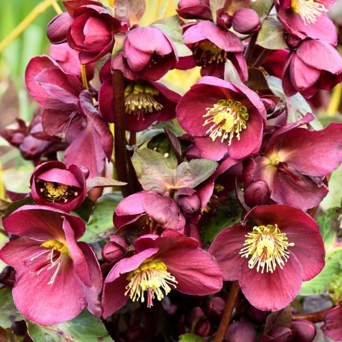  EASTERN Hellebore PRETTY ELLEN PURPLE~~ DO NOT BUY LEAVES IN WINTER