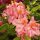  Rhododendrons and azaleas, seedlings in 1-2 liter containers, 30-45 cm