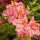  Rhododendrons and azaleas, seedlings in 1-2 liter containers, 30-45 cm
