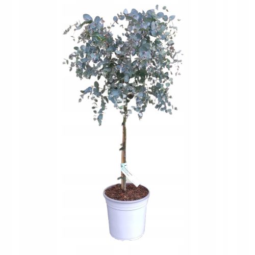  Blue Eucalyptus on a ball trunk (Eucalyptus Gunni), 4 year old seedling C4