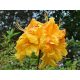  Rhododendrons and azaleas red, orange, colorful, yellow seedlings in 1-2l container, 20-35 cm