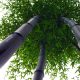  Black Nigra bamboo, frost-resistant (Phyllostachys), seedling C2