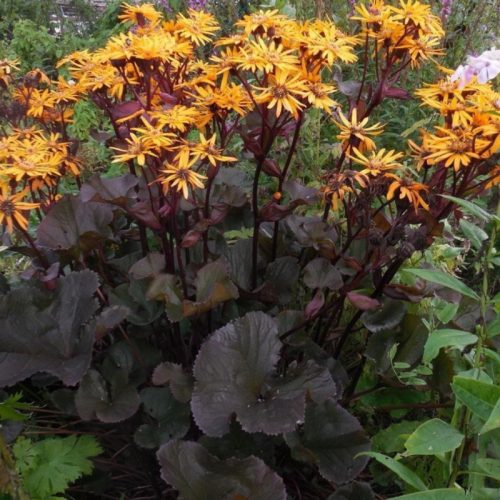  Orange Tongue Pandora Ligularia bare root SEEDS OF ORNAMENTAL PLANTS