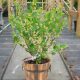  Gooseberry Giggles Gold seedling in 1-2l container, 10-40 cm