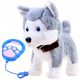  The interactive husky dog walks on a leash and barks