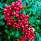  Scarlet Fireberry Kuntayi FROST-RESISTANT, EVERGREEN, dense shrub