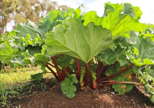  Sweet Raspberry Rhubarb, Organic Seedling, Winter