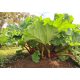  Sweet Raspberry Rhubarb, Organic Seedling, Winter