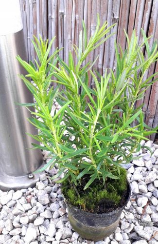  Rosemary medicinal spice SEEDINGS herb overwintered