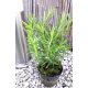  Rosemary medicinal spice SEEDINGS herb overwintered