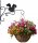  FLOWER HANGER 30x28cm SQUIRREL BLACK DECORATIVE FLOWER HOLDER