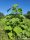  Paulownia Oxytree-Guarantee