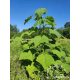  Paulownia Oxytree-Guarantee