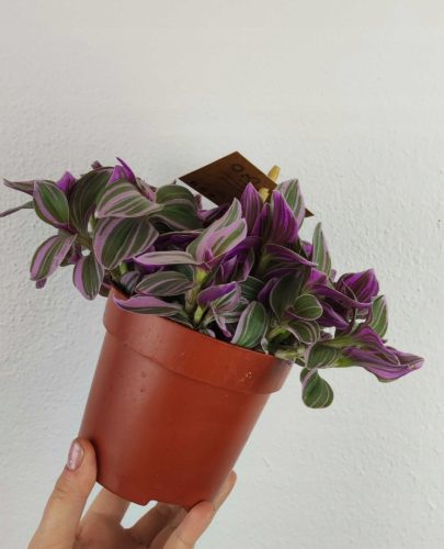  Tradescantia sweetness