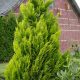  Cypress IVONNE golden hedge seedling 2L