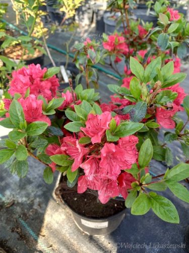  Rhododendrons and azaleas, colorful seedlings in 1-2l containers, 25-35 cm