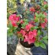  Rhododendrons and azaleas, colorful seedlings in 1-2l containers, 25-35 cm