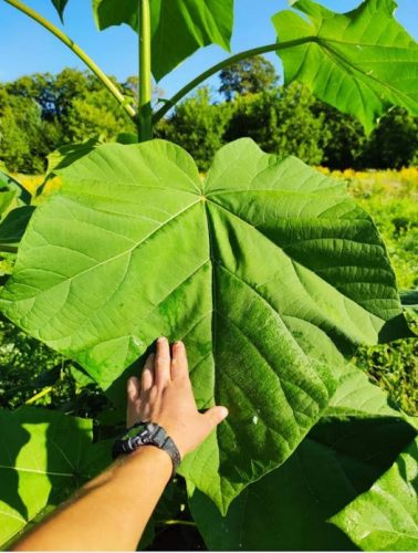  Paulownia Oxytree guaranteed