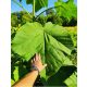  Paulownia Oxytree guaranteed