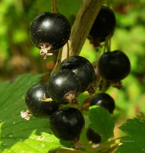  Josta currants, bare-root seedling, 80-100 cm