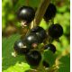  Josta currants, bare-root seedling, 80-100 cm