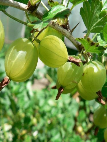  Gooseberry Triumph, bare-root seedling, 70-90 cm