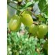 Gooseberry Triumph, bare-root seedling, 70-90 cm