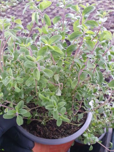  MARJORAM LARGE SEEINGMENT GREEN HERB HOUSE