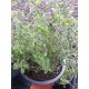  MARJORAM LARGE SEEINGMENT GREEN HERB HOUSE